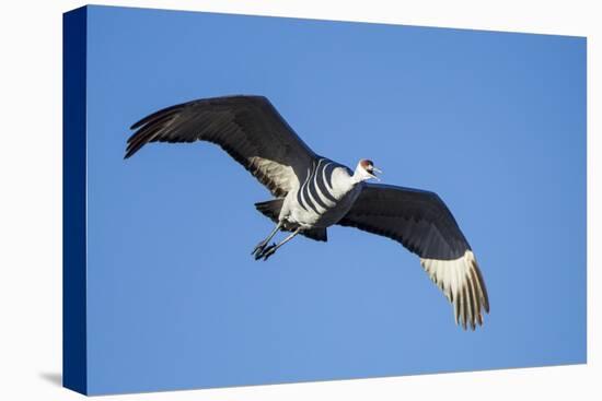 Sandhill Crane in Flight, Bosque Del Apache, New Mexico-Paul Souders-Stretched Canvas