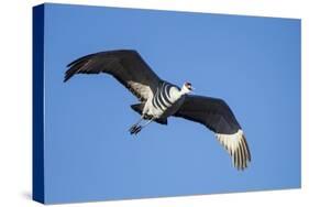 Sandhill Crane in Flight, Bosque Del Apache, New Mexico-Paul Souders-Stretched Canvas