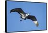 Sandhill Crane in Flight, Bosque Del Apache, New Mexico-Paul Souders-Framed Stretched Canvas