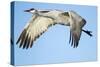 Sandhill Crane in Flight, Bosque Del Apache, New Mexico-Paul Souders-Stretched Canvas