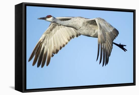 Sandhill Crane in Flight, Bosque Del Apache, New Mexico-Paul Souders-Framed Stretched Canvas