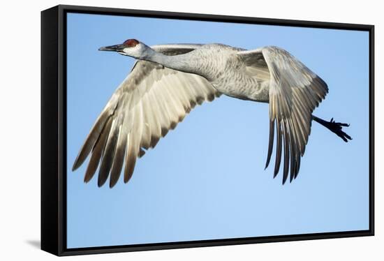 Sandhill Crane in Flight, Bosque Del Apache, New Mexico-Paul Souders-Framed Stretched Canvas