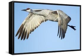 Sandhill Crane in Flight, Bosque Del Apache, New Mexico-Paul Souders-Framed Stretched Canvas