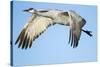 Sandhill Crane in Flight, Bosque Del Apache, New Mexico-Paul Souders-Stretched Canvas