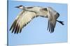 Sandhill Crane in Flight, Bosque Del Apache, New Mexico-Paul Souders-Stretched Canvas