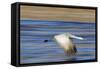 Sandhill Crane in Flight, Bosque Del Apache, New Mexico-Paul Souders-Framed Stretched Canvas