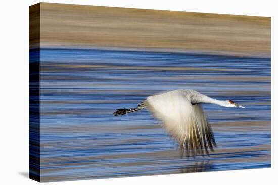 Sandhill Crane in Flight, Bosque Del Apache, New Mexico-Paul Souders-Stretched Canvas