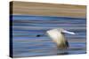 Sandhill Crane in Flight, Bosque Del Apache, New Mexico-Paul Souders-Stretched Canvas