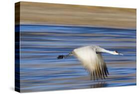 Sandhill Crane in Flight, Bosque Del Apache, New Mexico-Paul Souders-Stretched Canvas