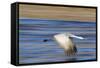 Sandhill Crane in Flight, Bosque Del Apache, New Mexico-Paul Souders-Framed Stretched Canvas