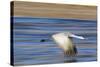 Sandhill Crane in Flight, Bosque Del Apache, New Mexico-Paul Souders-Stretched Canvas