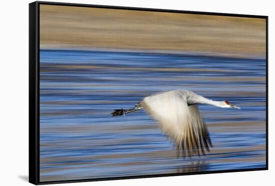 Sandhill Crane in Flight, Bosque Del Apache, New Mexico-Paul Souders-Framed Stretched Canvas