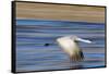 Sandhill Crane in Flight, Bosque Del Apache, New Mexico-Paul Souders-Framed Stretched Canvas