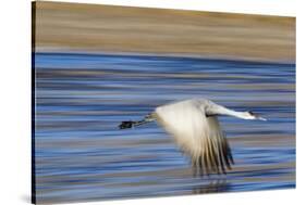 Sandhill Crane in Flight, Bosque Del Apache, New Mexico-Paul Souders-Stretched Canvas