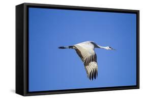 Sandhill Crane in Flight, Bosque Del Apache, New Mexico-Paul Souders-Framed Stretched Canvas