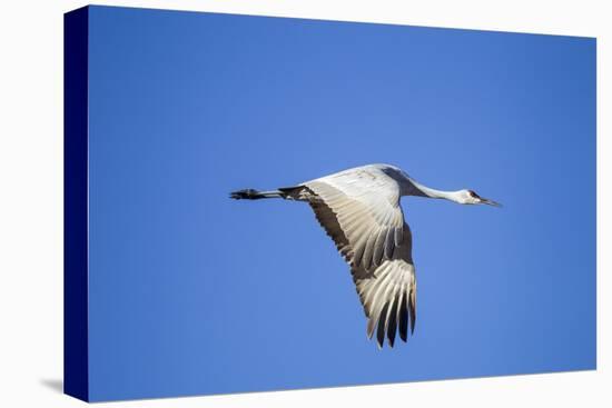 Sandhill Crane in Flight, Bosque Del Apache, New Mexico-Paul Souders-Stretched Canvas