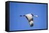 Sandhill Crane in Flight, Bosque Del Apache, New Mexico-Paul Souders-Framed Stretched Canvas