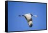 Sandhill Crane in Flight, Bosque Del Apache, New Mexico-Paul Souders-Framed Stretched Canvas