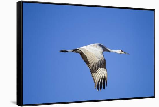 Sandhill Crane in Flight, Bosque Del Apache, New Mexico-Paul Souders-Framed Stretched Canvas