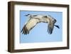 Sandhill Crane in Flight, Bosque Del Apache, New Mexico-Paul Souders-Framed Premium Photographic Print