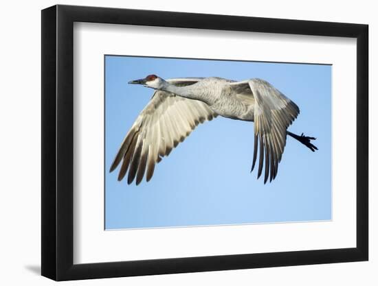 Sandhill Crane in Flight, Bosque Del Apache, New Mexico-Paul Souders-Framed Premium Photographic Print