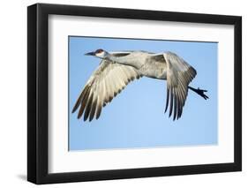 Sandhill Crane in Flight, Bosque Del Apache, New Mexico-Paul Souders-Framed Premium Photographic Print