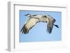 Sandhill Crane in Flight, Bosque Del Apache, New Mexico-Paul Souders-Framed Premium Photographic Print