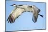 Sandhill Crane in Flight, Bosque Del Apache, New Mexico-Paul Souders-Mounted Premium Photographic Print