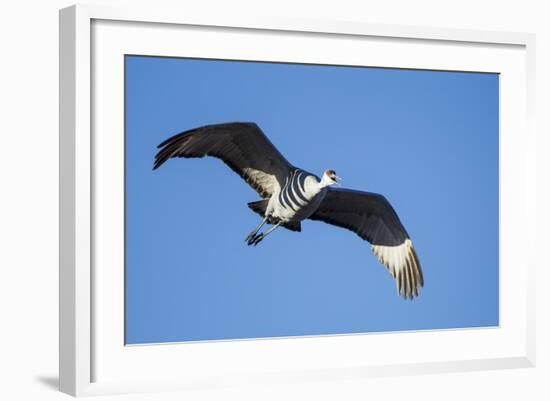 Sandhill Crane in Flight, Bosque Del Apache, New Mexico-Paul Souders-Framed Photographic Print