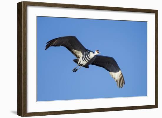 Sandhill Crane in Flight, Bosque Del Apache, New Mexico-Paul Souders-Framed Photographic Print