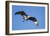 Sandhill Crane in Flight, Bosque Del Apache, New Mexico-Paul Souders-Framed Photographic Print