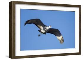 Sandhill Crane in Flight, Bosque Del Apache, New Mexico-Paul Souders-Framed Photographic Print