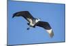 Sandhill Crane in Flight, Bosque Del Apache, New Mexico-Paul Souders-Mounted Photographic Print