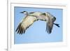 Sandhill Crane in Flight, Bosque Del Apache, New Mexico-Paul Souders-Framed Photographic Print