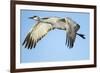 Sandhill Crane in Flight, Bosque Del Apache, New Mexico-Paul Souders-Framed Photographic Print