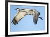 Sandhill Crane in Flight, Bosque Del Apache, New Mexico-Paul Souders-Framed Photographic Print