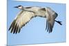 Sandhill Crane in Flight, Bosque Del Apache, New Mexico-Paul Souders-Mounted Photographic Print