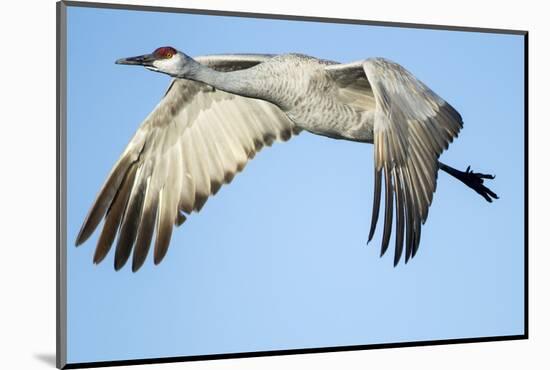 Sandhill Crane in Flight, Bosque Del Apache, New Mexico-Paul Souders-Mounted Photographic Print