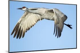 Sandhill Crane in Flight, Bosque Del Apache, New Mexico-Paul Souders-Mounted Photographic Print