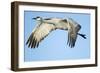 Sandhill Crane in Flight, Bosque Del Apache, New Mexico-Paul Souders-Framed Photographic Print