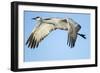 Sandhill Crane in Flight, Bosque Del Apache, New Mexico-Paul Souders-Framed Photographic Print
