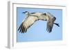 Sandhill Crane in Flight, Bosque Del Apache, New Mexico-Paul Souders-Framed Photographic Print