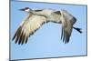 Sandhill Crane in Flight, Bosque Del Apache, New Mexico-Paul Souders-Mounted Photographic Print