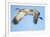 Sandhill Crane in Flight, Bosque Del Apache, New Mexico-Paul Souders-Framed Photographic Print