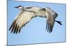 Sandhill Crane in Flight, Bosque Del Apache, New Mexico-Paul Souders-Mounted Photographic Print