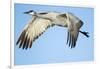 Sandhill Crane in Flight, Bosque Del Apache, New Mexico-Paul Souders-Framed Photographic Print