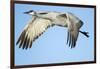 Sandhill Crane in Flight, Bosque Del Apache, New Mexico-Paul Souders-Framed Photographic Print