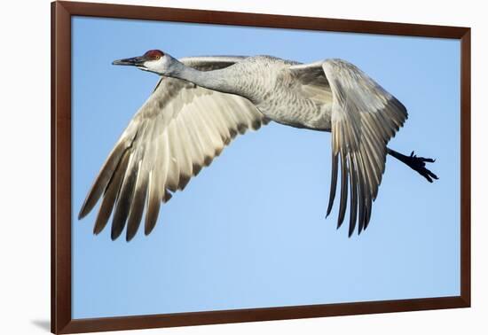 Sandhill Crane in Flight, Bosque Del Apache, New Mexico-Paul Souders-Framed Photographic Print