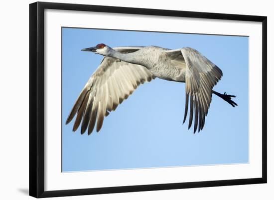 Sandhill Crane in Flight, Bosque Del Apache, New Mexico-Paul Souders-Framed Photographic Print