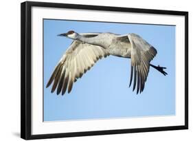 Sandhill Crane in Flight, Bosque Del Apache, New Mexico-Paul Souders-Framed Photographic Print